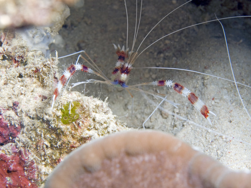 Shrimp, Turtle Patch